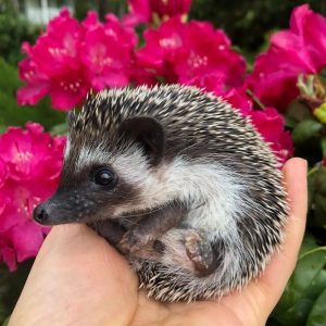 hedgehogs for sale in oregon