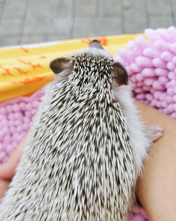 where can i get a hedgehog for a pet