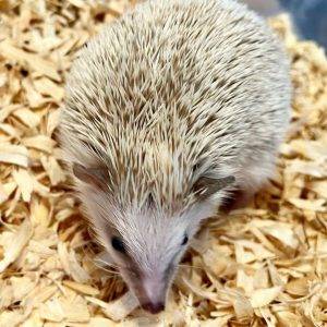 hedgehogs for sale in alabama