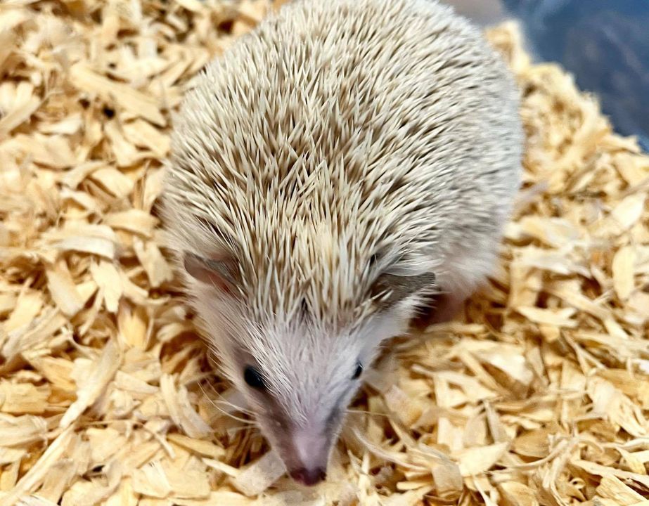 hedgehogs for sale in alabama