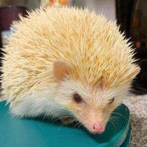 adopt a hedgehog indiana best price