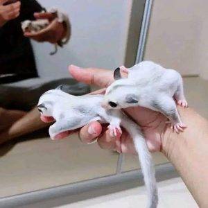 sugar gliders for sale in washington
