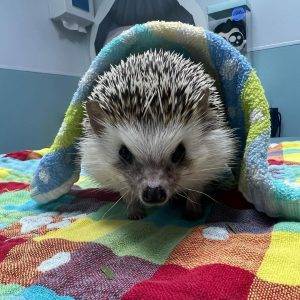 where can i buy a hedgehog in minnesota