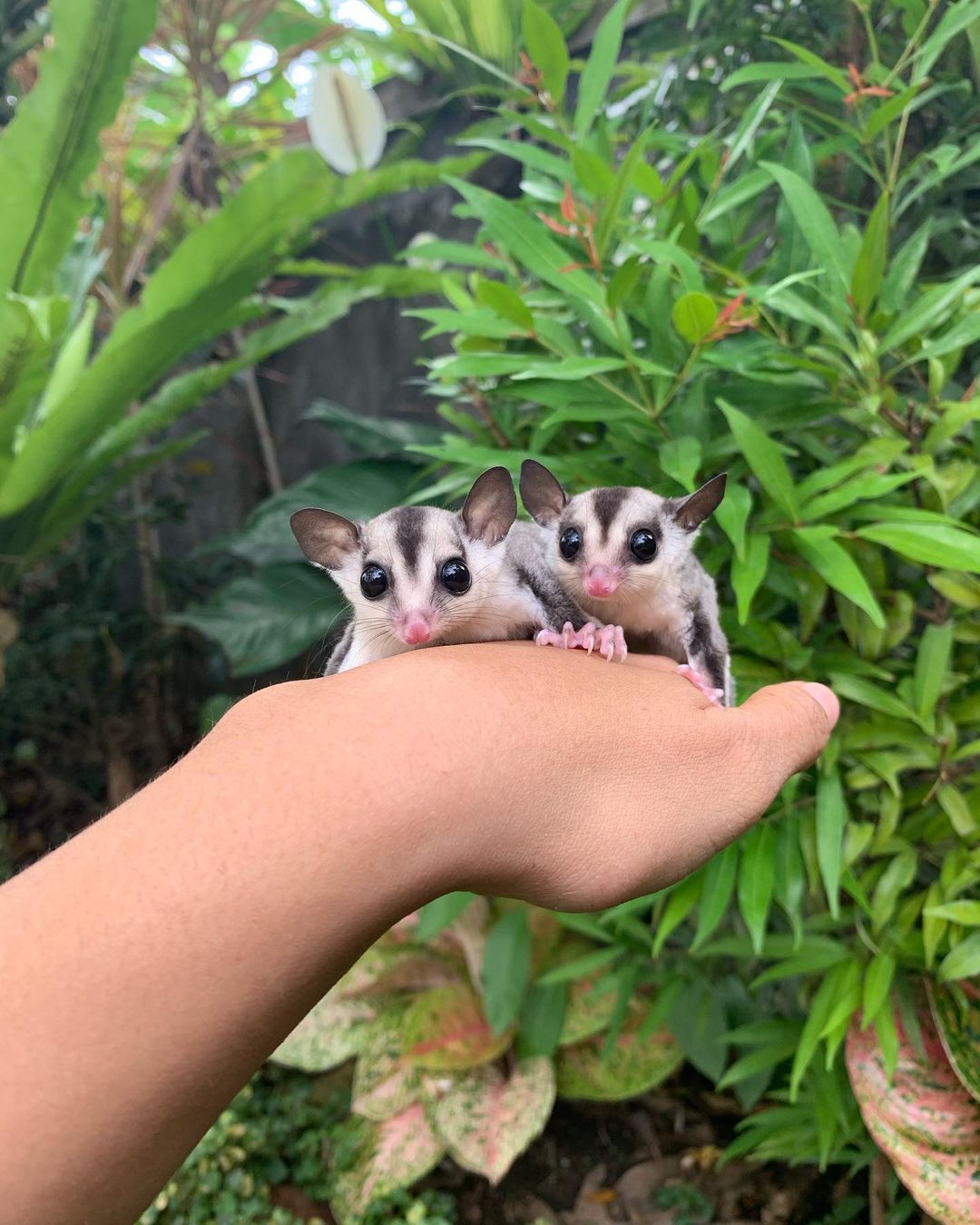 Sugar gliders for sale in Oklahoma