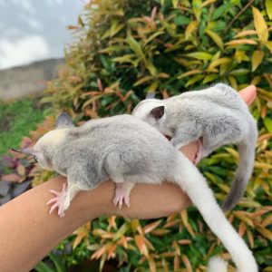 sugar gliders for sale in florida