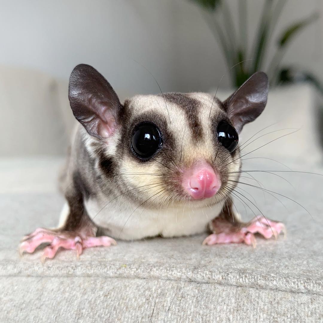 how do i buy a sugar glider