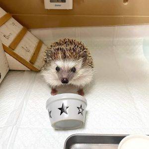 hedgehog for sale orlando