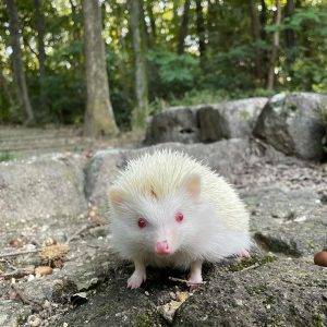where can i buy a hedgehog in arizona