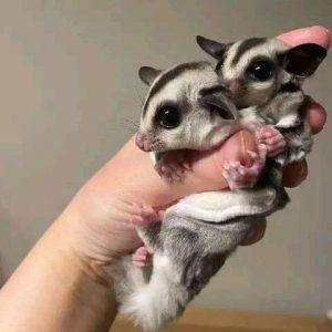 Lui and linda