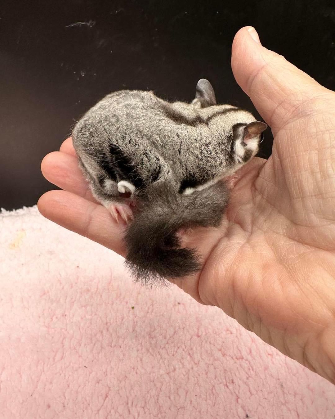 where to buy sugar gliders in arizona