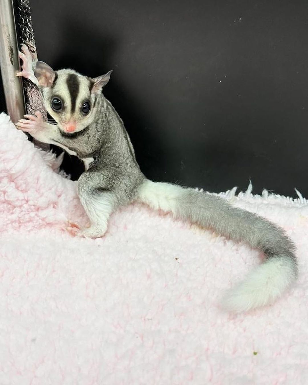 sugar gliders for sale in idaho