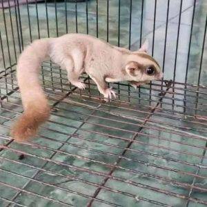 sugar gliders for sale in idaho