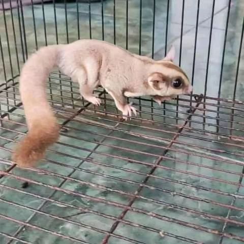 sugar gliders for sale in idaho
