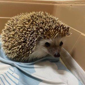 hedgehogs for sale under $250