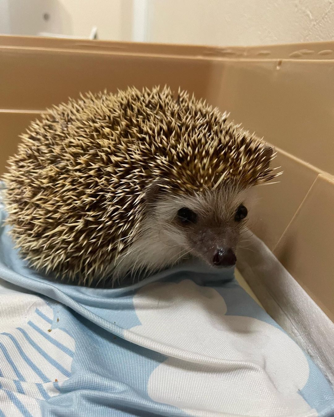 hedgehogs for sale under $250