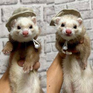 where order ferrets for sale