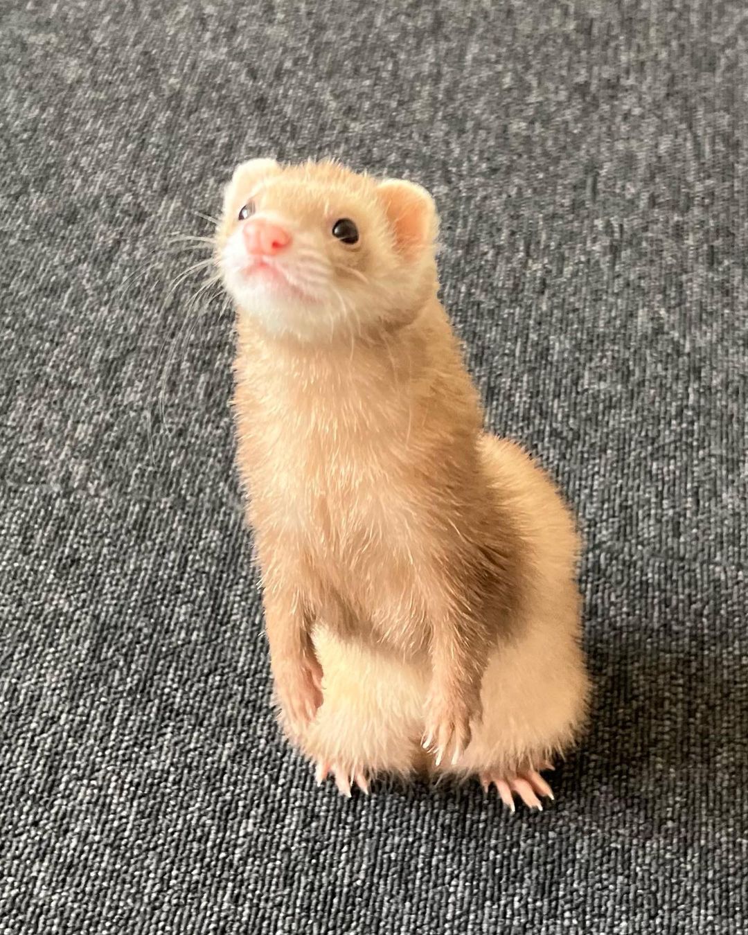 where purchase ferrets for sale