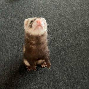 available ferrets near me