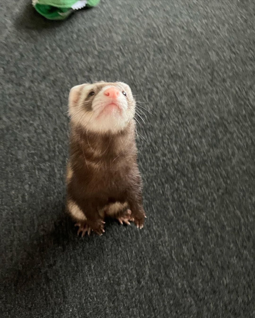 available ferrets near me