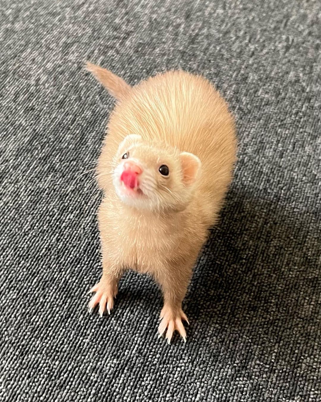 willy - Image 2