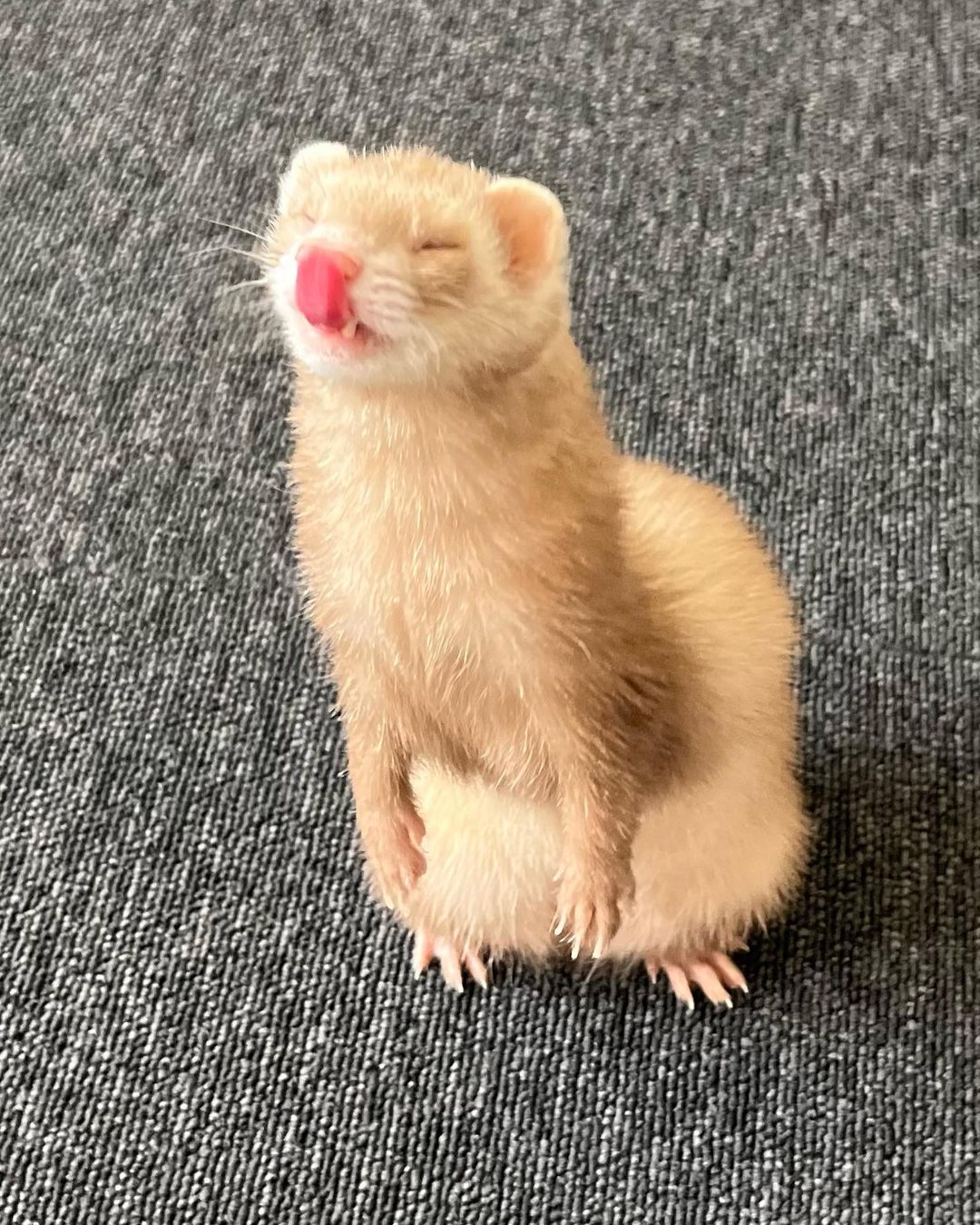where can you buy ferrets near me