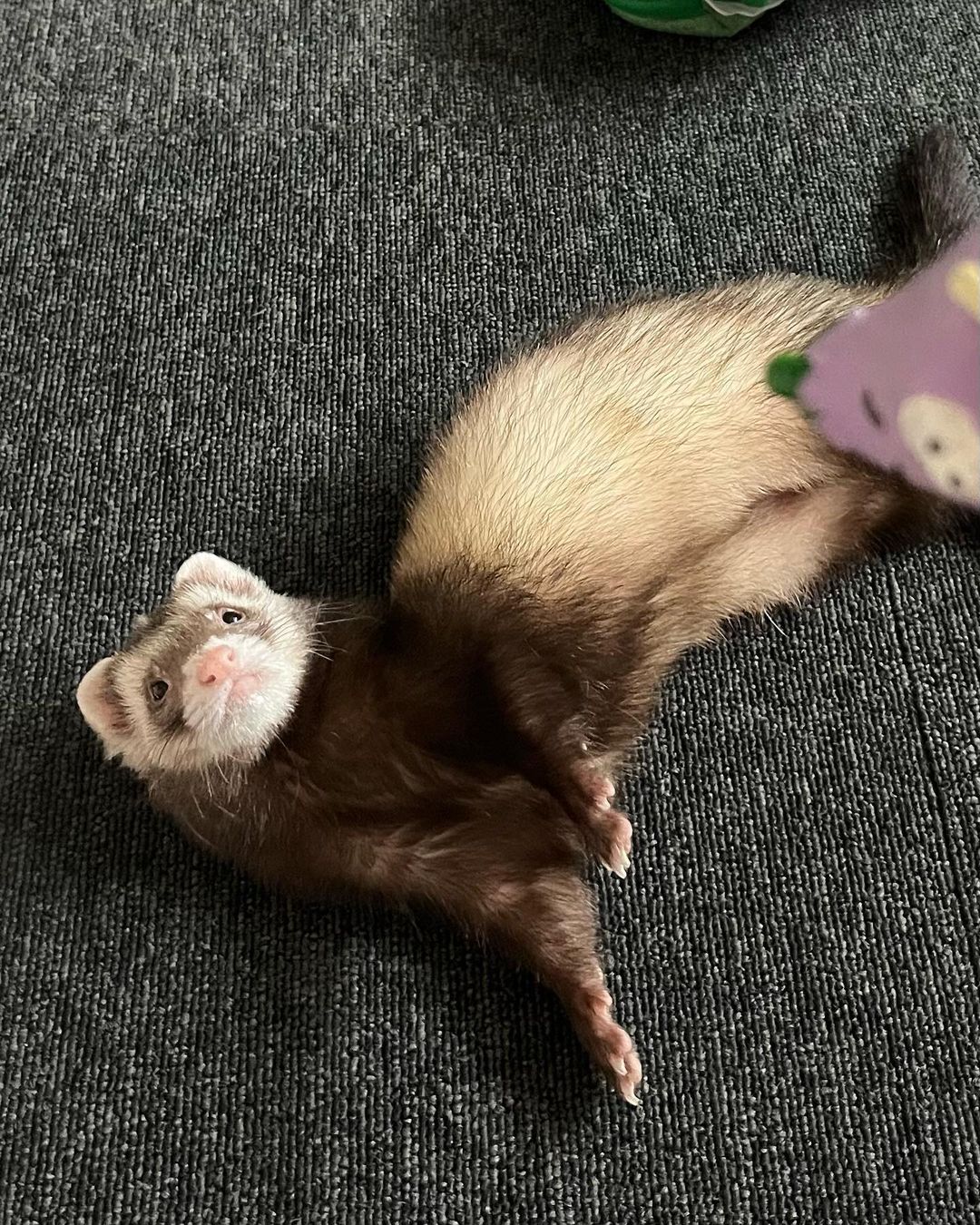 where can i have a pet ferret