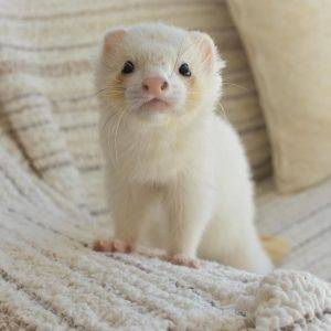 available ferrets near me