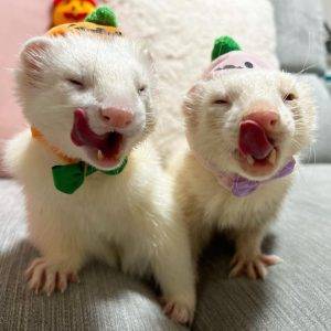 white ferret for adoption