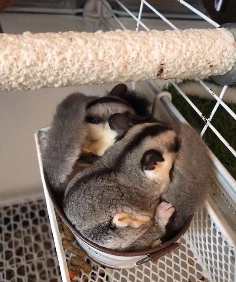 how much do sugar gliders cost