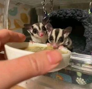 sugar gliders cost